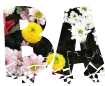 Font with beautiful PNG background
